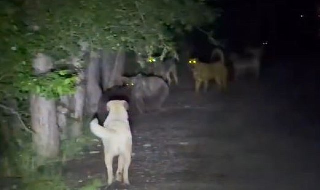 Kızılcahamam'da başıboş köpeklerin, ayılarla karşı karşıya geldiği anlar kamerada