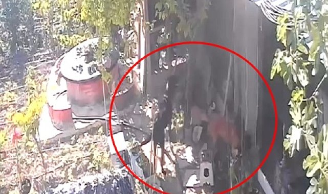 Kümese giren sokak köpekleri 30 tavuğu öldürdü