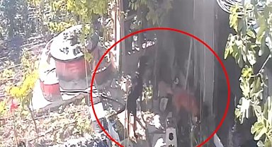Kümese giren sokak köpekleri 30 tavuğu öldürdü