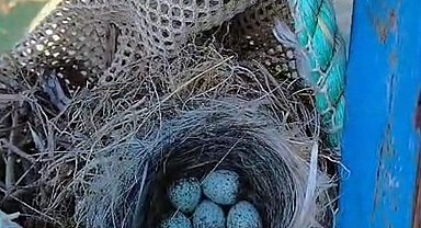 Kuş yuvasını bozmaya kıyamadı, balık ağını suya indirmedi