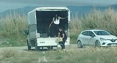 Kuşların doğal alanına kamyonetle çok sayıda köpek bıraktılar