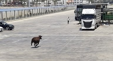 Limanda kaçan angus denize düştü