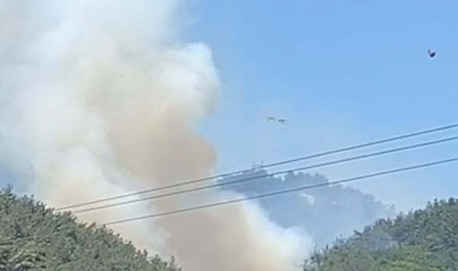 Manisa'da orman yangını
