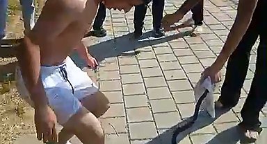 Nehirden çıkardıkları yılanın başını ezip, çakıyla keserek öldürdüler