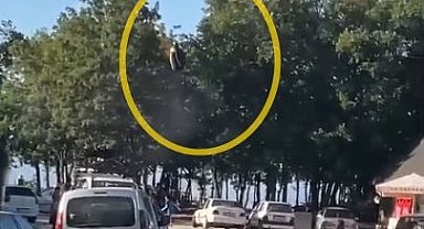 Paraşütçünün ağaca kontrollü inişi, çevredekileri endişelendirdi