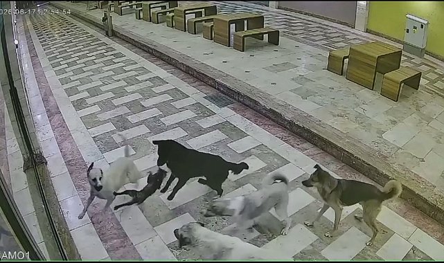 Sahipsiz köpeklerin saldırdığı kedi öldü