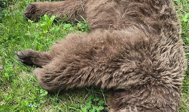 Saldırısına nacakla direnmişti; yaraladığı ayı ölü bulundu