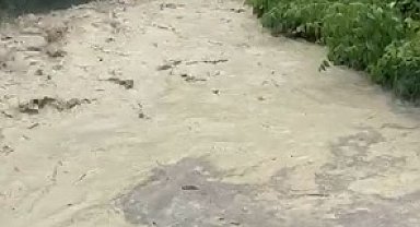 Şiddetli yağışın ardından dereler taştı, tarım arazileri su altında kaldı
