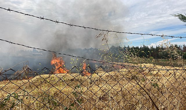 Silivri'de buğday tarlalarında çıkan iki yangında yavru kaplumbağalar öldü