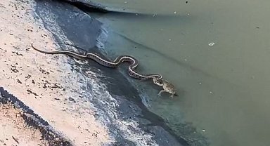Su yılanının yemeye çalıştığı kurbağayı ağzından kaçırdığı anlar kamerada