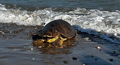 Tedavisi tamamlanan 3 deniz kaplumbağası mavi sularla buluştu