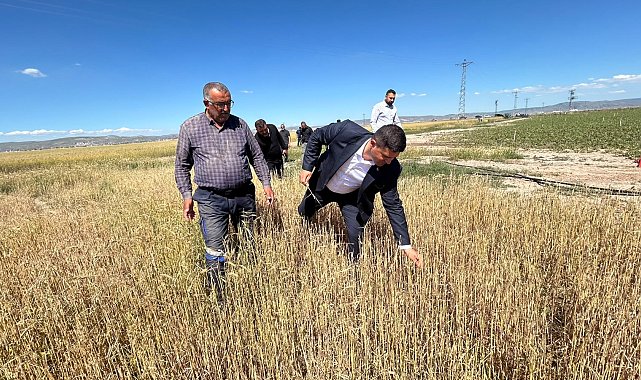 Tuz Gölü Ovası'nda doludan zarar gören tarım arazilerinde hasar tespit çalışması başlatılıyor