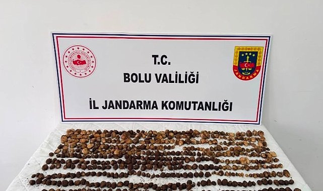 Yabani salep toplayan 3 kişiye 2 milyon 97 bin TL ceza