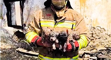 Yangında mahsur kalan köpek ve 4 yavrusu tedaviye alındı