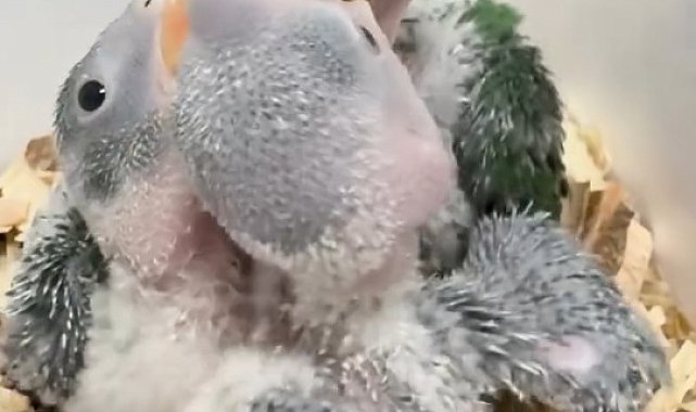 Yasa dışı satılmak istenen 3 yavru İskender papağanı korumaya alındı