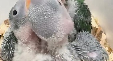 Yasa dışı satılmak istenen 3 yavru İskender papağanı korumaya alındı