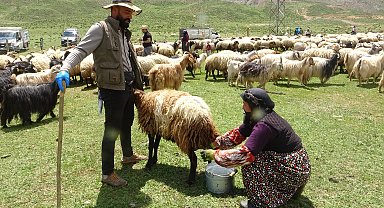 Yüksekova'da berivanların yayla mesaisi başladı