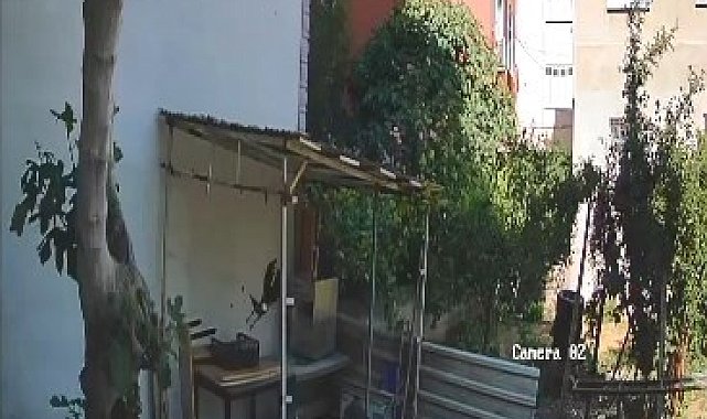 Yumurtaları alıp götüren karga kamerada