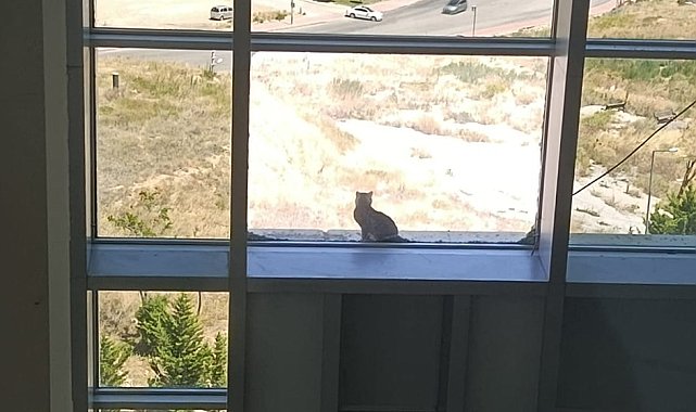 16 metre yükseklikte mahsur kalan kedi, kafes yöntemiyle kurtarıldı