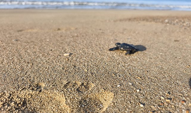 2026'nın ilk caretta yavruları denizle buluştu