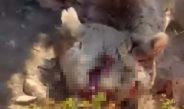 'Elle beslenen ayıların davranışları tamamen değişir, bu durum ölümcül riskler barındırır'