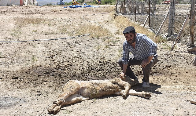 9 buzağısının mangal kömürü üretim tesisinden yayılan dumandan öldüğü iddiasıyla şikayetçi oldu
