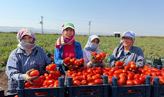Amik Ovası'nda 35 derecede domates hasadı