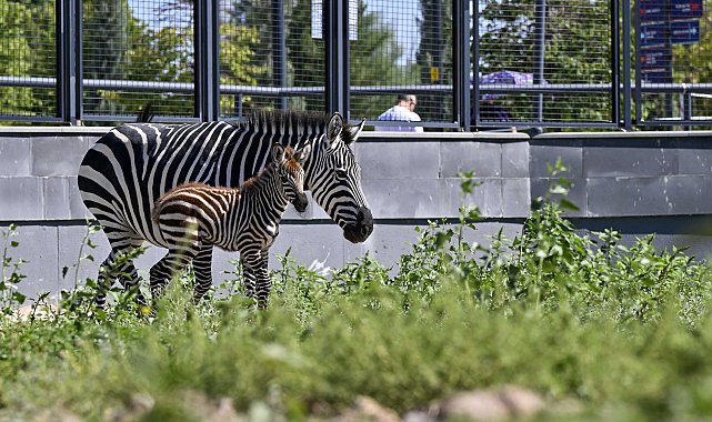 Ankara'daki 'Doğal Yaşam Parkı'nın yeni üyesi yavru zebra için isim anketi