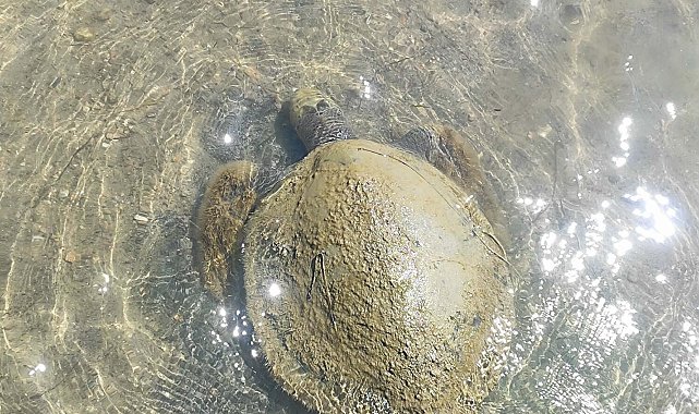 Ayvalık'ta sahilde ölü caretta caretta bulundu
