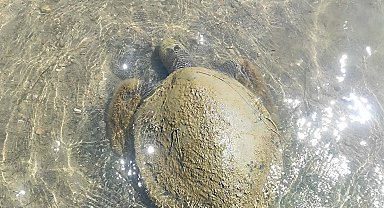 Ayvalık'ta sahilde ölü caretta caretta bulundu
