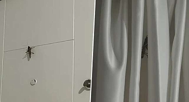 Bakanlık’tan çekirge açıklaması