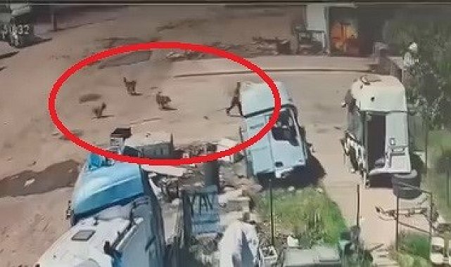Başıboş köpeklerin saldırdığı çocuğu, babası ve amcası kurtardı