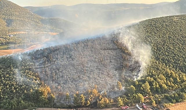Bilecik'te orman yangını