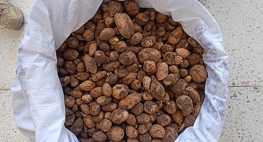 Bingöl'de izinsiz salep toplayan 4 kişi ile biyokaçakçılık yapan 2 kişiye 4 milyon lira ceza