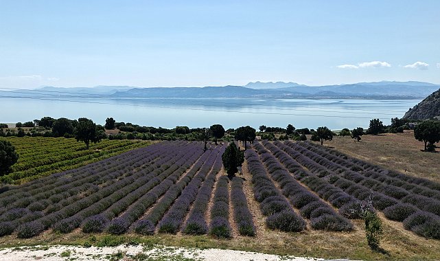 Burdur'da lavanta zamanı