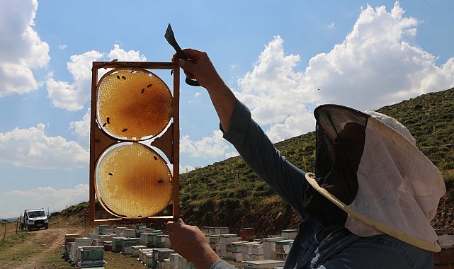 Coğrafi işaretli Bingöl balında hasat zamanı