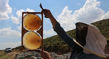 Coğrafi işaretli Bingöl balında hasat zamanı