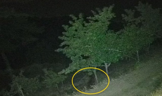 Çorum'da köye inen ayılar bahçelere zarar verdi