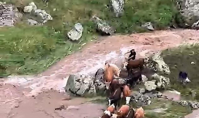 Derede mahsur kalan ineklerden 4'ü suya kapıldı