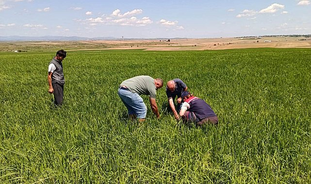 Edirne'de dolunun zarar verdiği tarlalarda hasar tespit çalışması başlatıldı