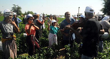 Edirne'nin meşhur Karaağaç acı biberinde, oyun havalarıyla hasat