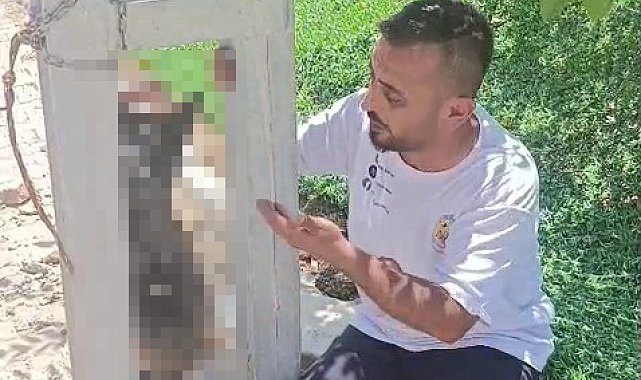 Evin avlusundan çalınan köpek, elektrik direğinde asılı halde ölü bulundu