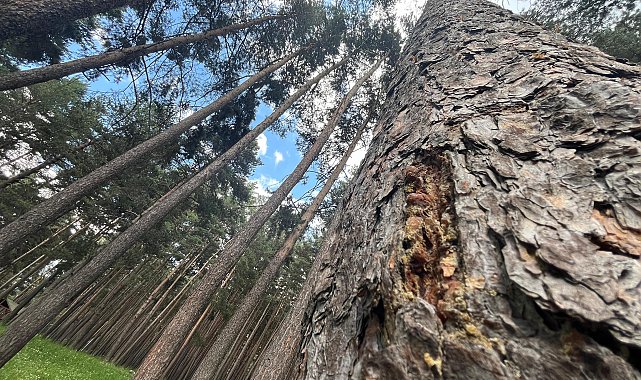 Finlandiya'dan ithal edilen uçucu yağ, Doğu'daki sarıçam ormanlarından üretilecek