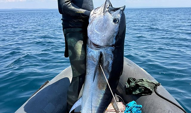 Gökçeada'da zıpkınla 1 metre 82 santim boyunda orkinos avladılar
