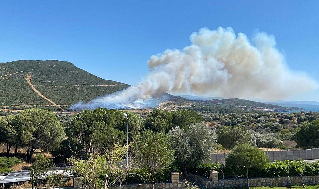 İzmir Foça'da orman yangını