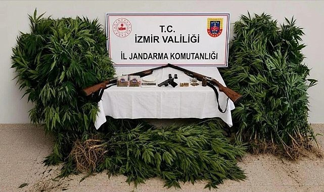 İzmir'de ormanda kenevir yetiştiren şüpheli tutuklandı