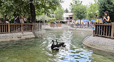 Kuğulu Park'ta 4 yeni yavru kuğu dünyaya geldi