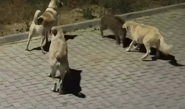 Kuşadası'nda başıboş köpekler yavru yaban domuzuna saldırdı; o anlar kamerada