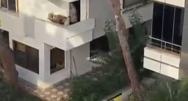 Maltepe'de kadına şiddet iddiasını duyan mahalleli balkona çıkan kişiye taş attı
