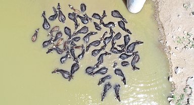 Mandalarını çayda serinletiyor